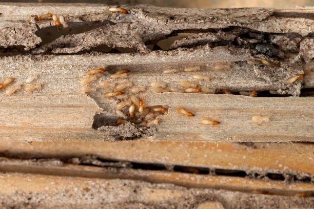 Best Residential Pest Control  in Lemont Furnace, PA